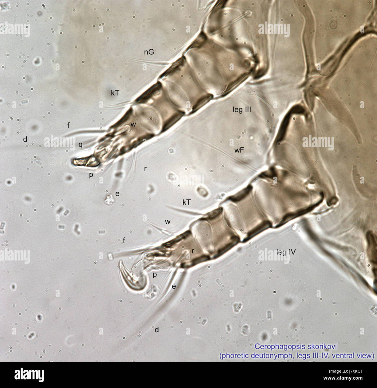 La Cerophagopsis skorikovi è una specie di vespa parassitaria, studiata per le sue caratteristiche biologiche uniche. Questo particolare campione è identificato attraverso parti del corpo specifiche, come le gambe III e IV, nonché la sua anatomia ventrale. La classificazione e lo studio delle sue caratteristiche fisiche sono importanti per la ricerca entomologica e per gli studi ecologici. Foto Stock