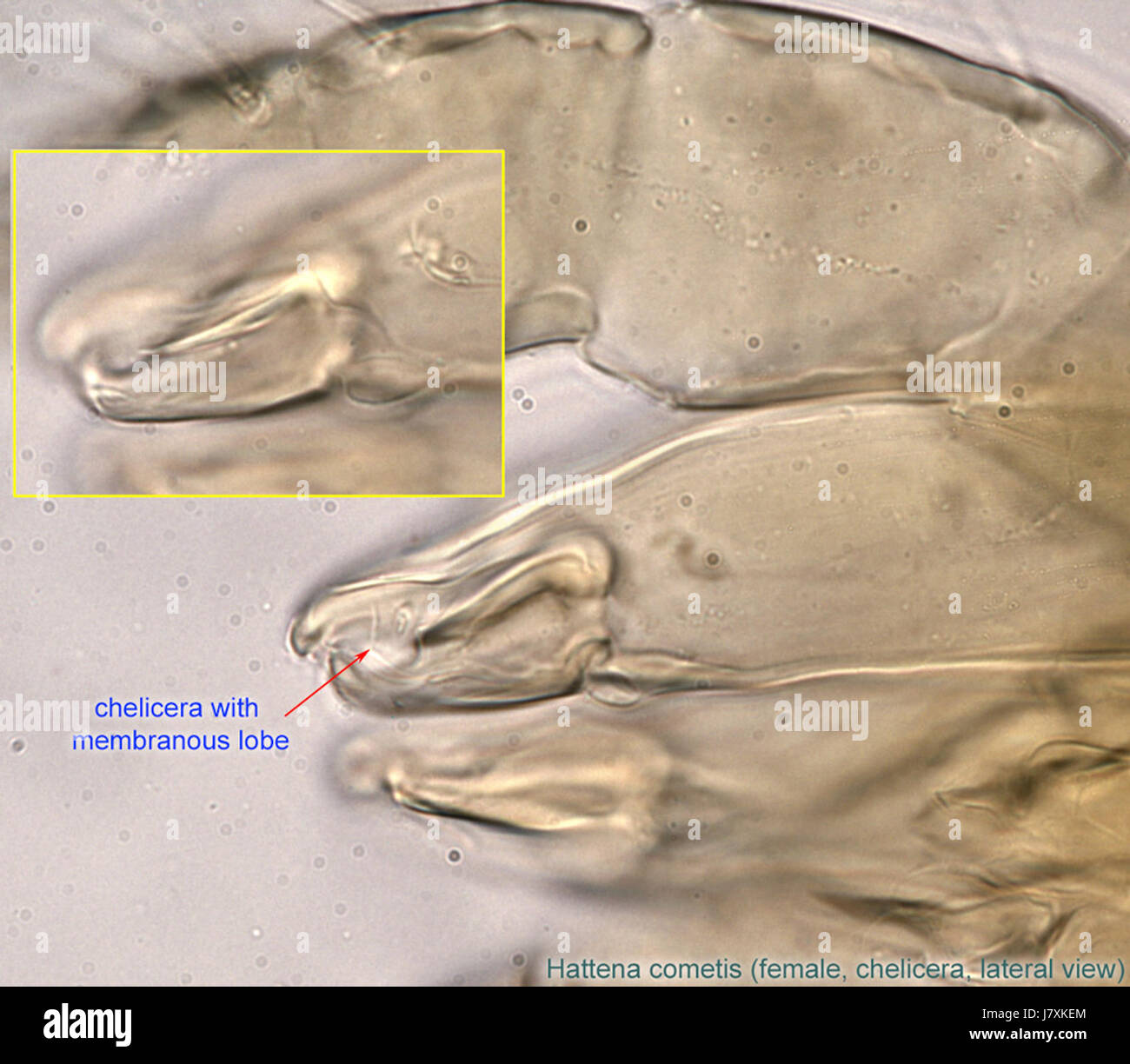 11 Hattena cometis femmina2 chelicera Australia ex Castanospermum australe Foto Stock