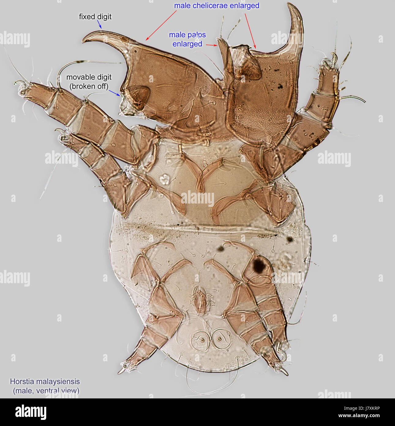 14 Horstia malaysiensis maschio Xylocopa sfiato latipes Malesia Kuala pilak Foto Stock