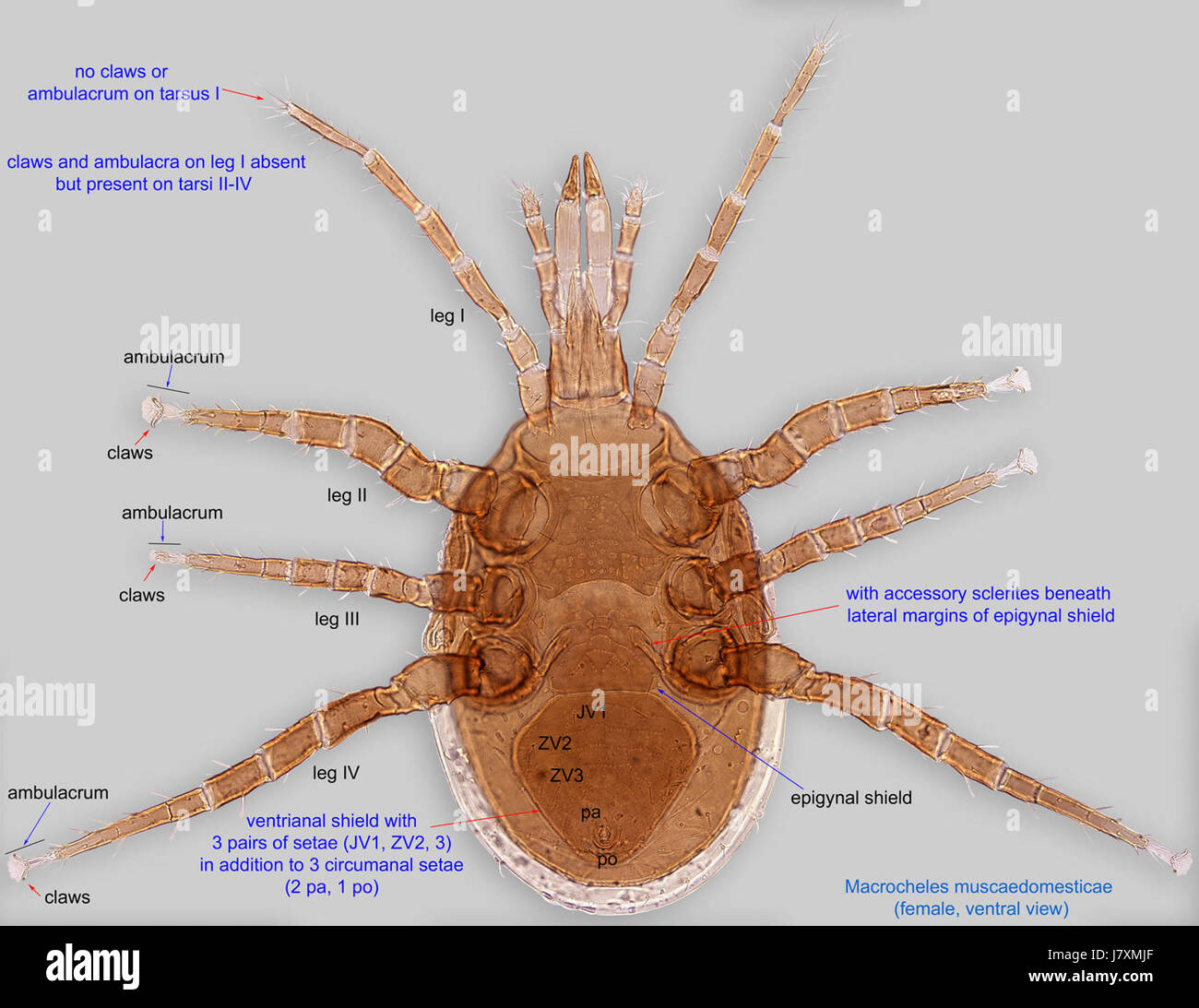 2 Macrocheles muscadomesticae BMOC sfiato 04 1105 001 Foto Stock