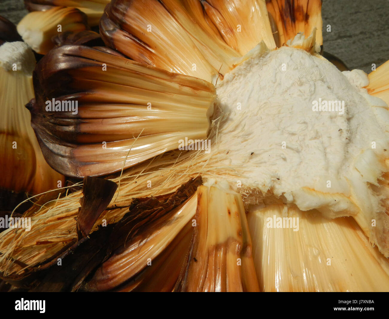 Qui sono mostrati i semi di NYPA fruticans, una specie di palma che si trova nelle Filippine. Il frutto dell'treeâ è una parte importante dell'ecosistema locale, contribuendo ai processi sia naturali che economici. Foto Stock