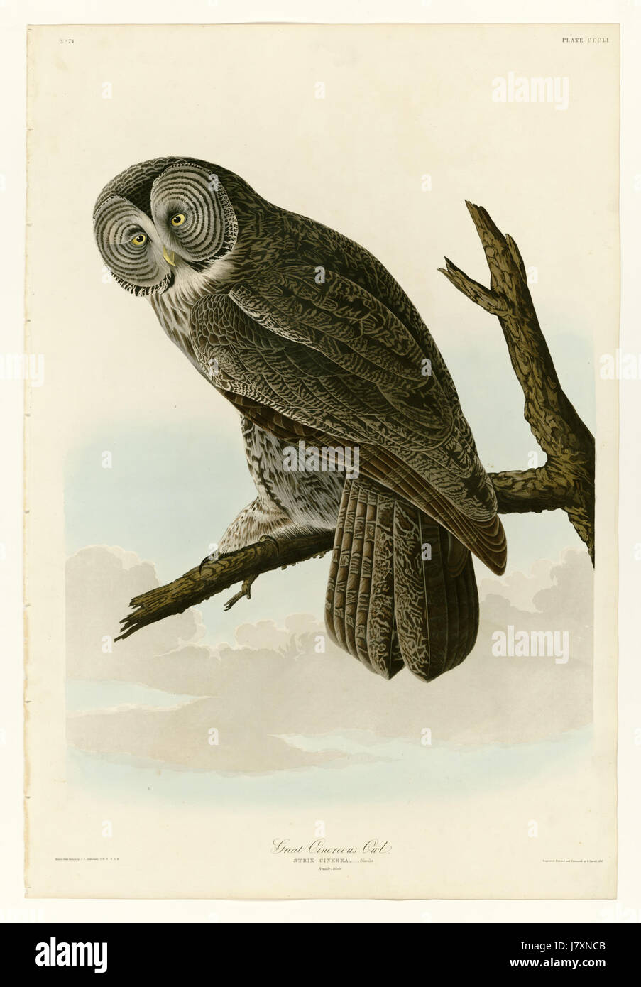 Il grande gufo cinereo del 351 si riferisce a una grande specie di gufo conosciuta per il suo aspetto e habitat distintivi, originaria di parti del Nord America e di altre regioni. Foto Stock