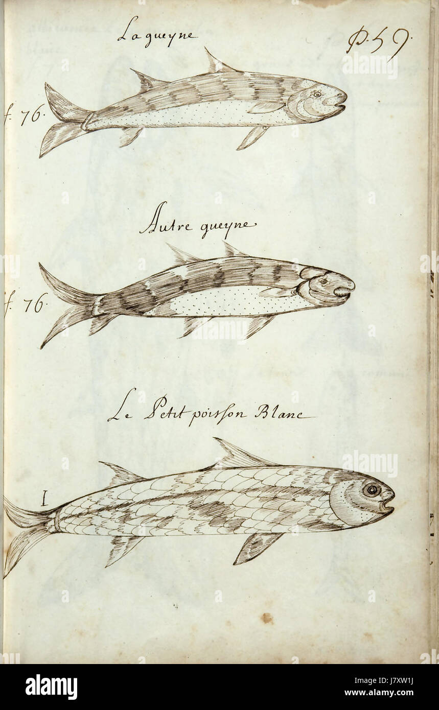 Codex canadensis, p. 59 Foto Stock