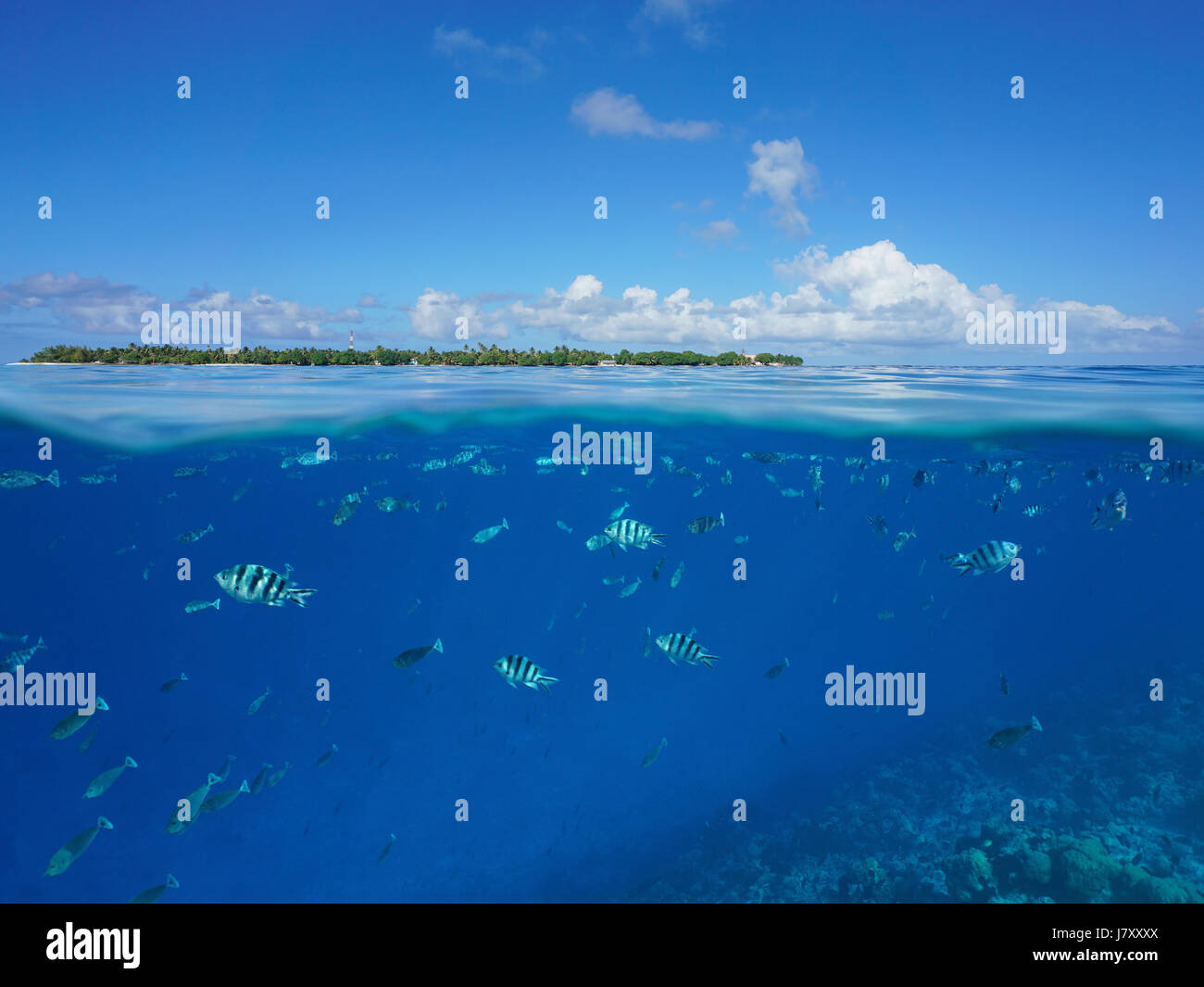 Al di sopra e al di sotto della superficie del mare, un'isola all'orizzonte con pesci tropicali castagnole e unicornfish subacquea, Rangiroa, Tuamotus, Polinesia Francese Foto Stock