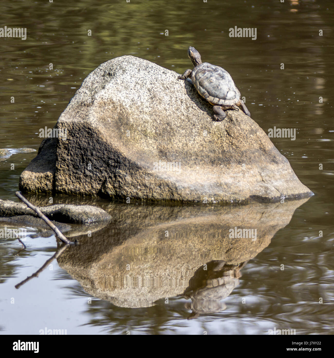 Un rosso invasiva eared slider turtle non scorrevole tanto su una roccia in laguna persa Foto Stock