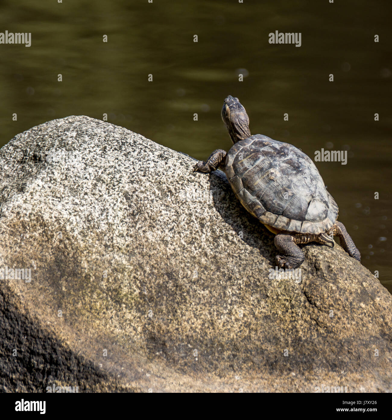 Un rosso invasiva eared slider turtle non scorrevole tanto su una roccia in perdita di Laguna.<br><br>La ringrazio molto per la visualizzazione il mio lavoro e ringrazio molto M Foto Stock