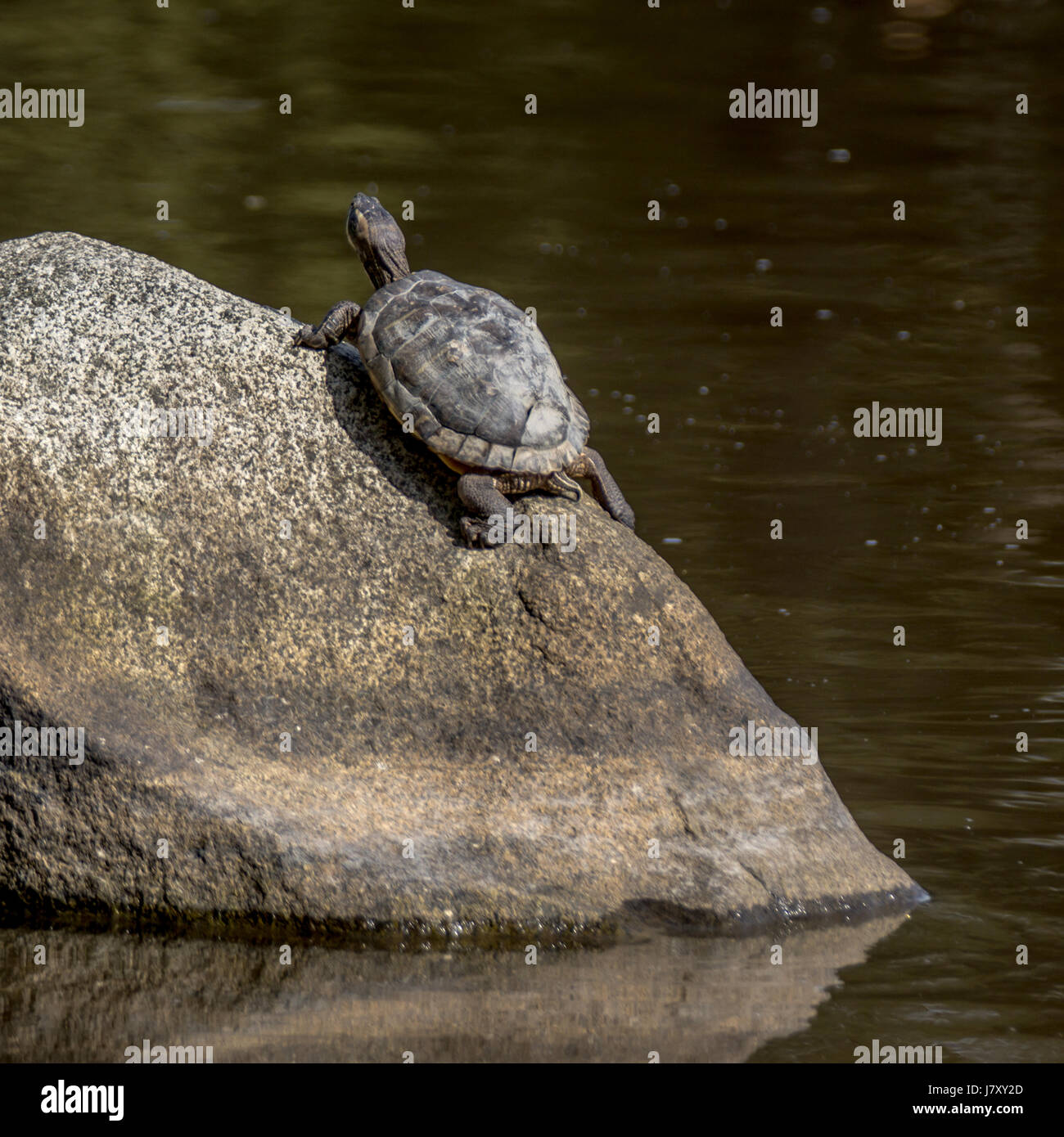 Un rosso invasiva eared slider turtle non scorrevole tanto su una roccia in perdita di Laguna.<br><br>La ringrazio molto per la visualizzazione il mio lavoro e ringrazio molto M Foto Stock