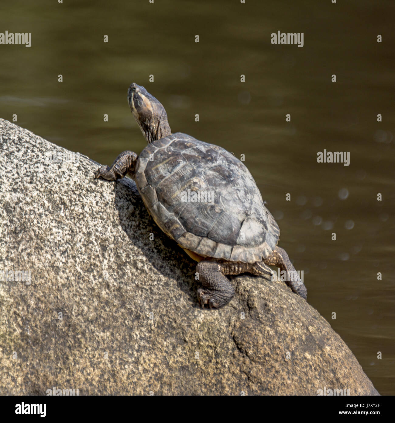 Un rosso invasiva eared slider turtle non scorrevole tanto su una roccia in perdita di Laguna.<br><br>La ringrazio molto per la visualizzazione il mio lavoro e ringrazio molto M Foto Stock