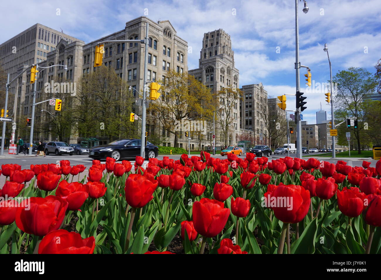 Giorno di fioritura in Toronto Foto Stock