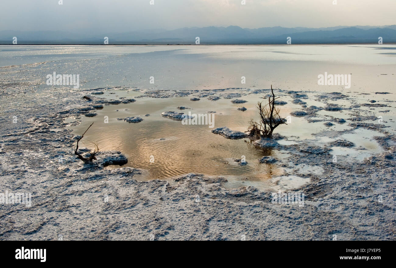 Sale sale crosta del lago di acqua salata oceano mare acqua sale tree Salt Lake crosta eseguire Foto Stock