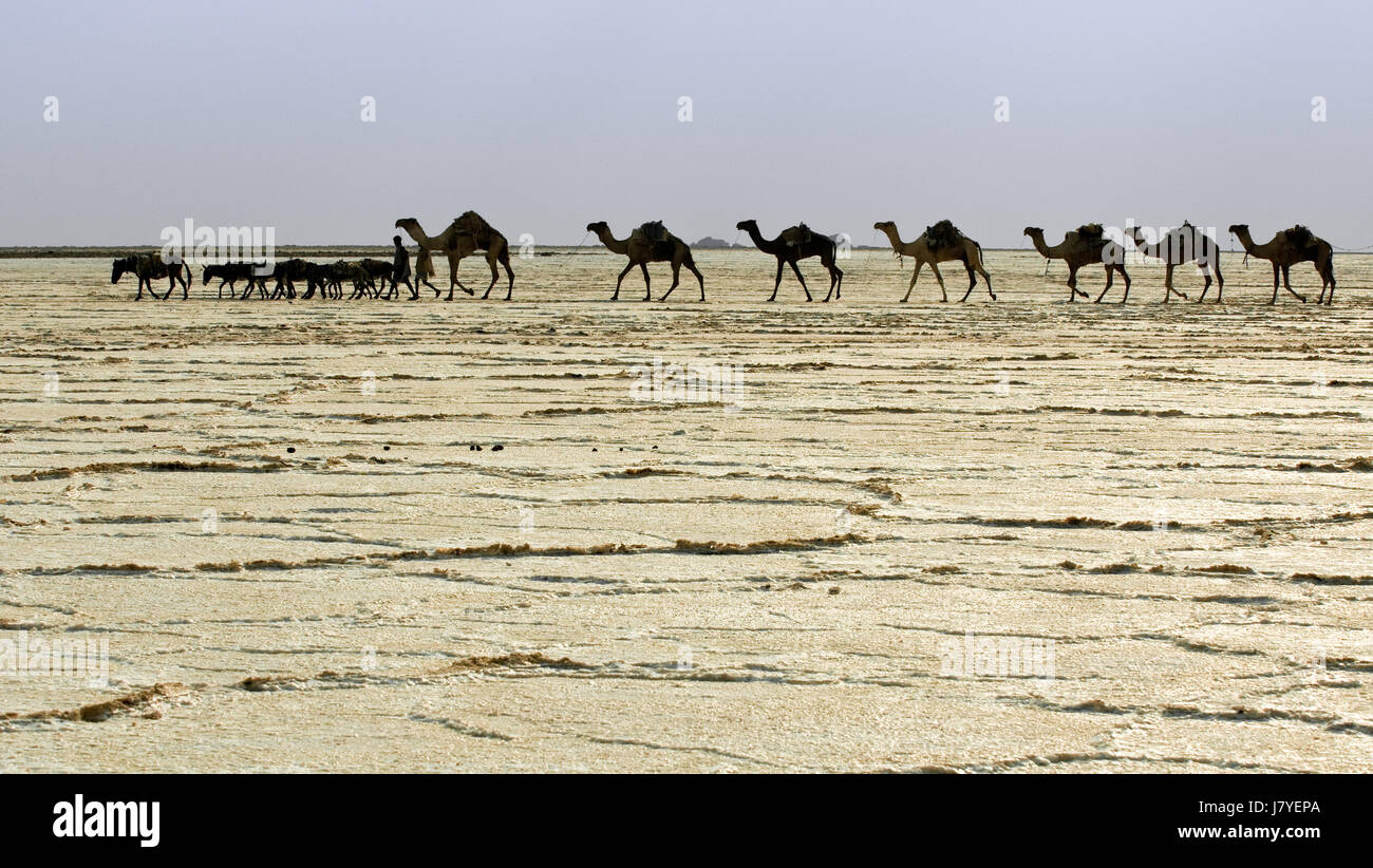 Africa trasporti cammello asino sale caravan vasto deserto africa cammello Foto Stock
