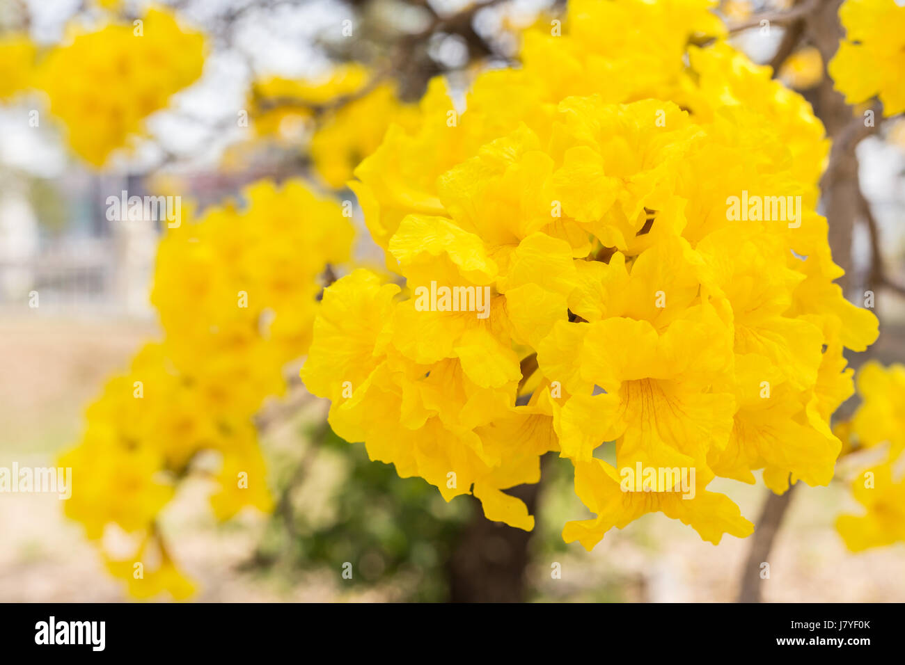 Fiore giallo. Argento struttura a campana o paraguaiane argento struttura a campana Foto Stock