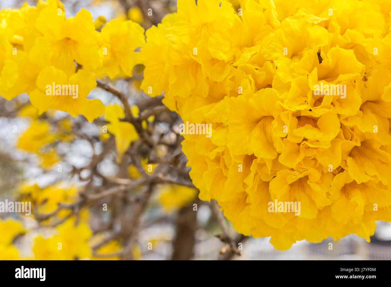 Fiore giallo. Argento struttura a campana o paraguaiane argento struttura a campana Foto Stock