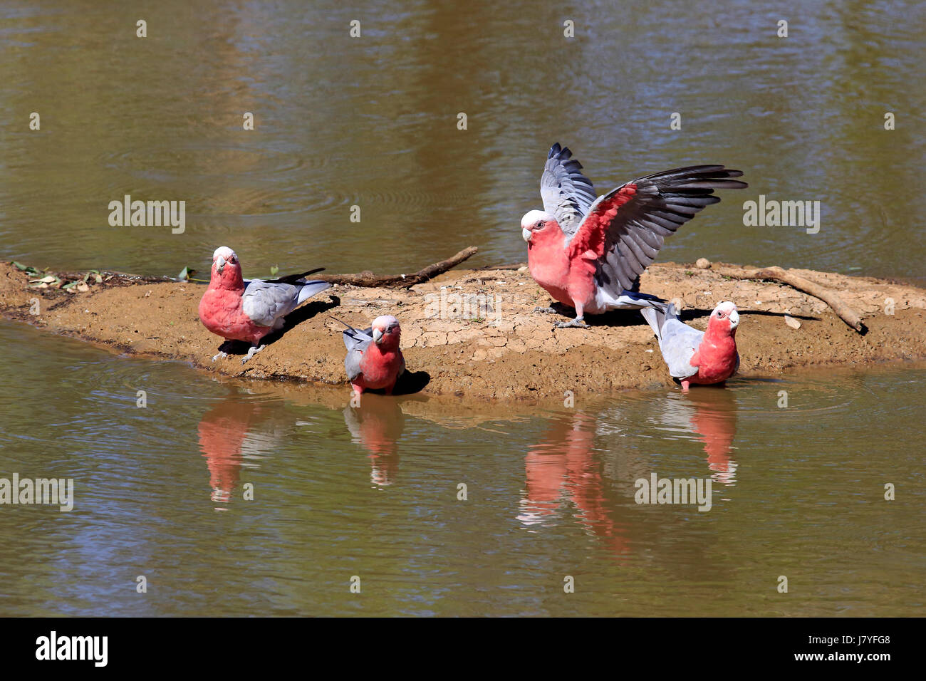 Galah (Eolophus roseicapillus) gruppo a bere acqua, Sturt National Park, New South Wales, Australia Foto Stock