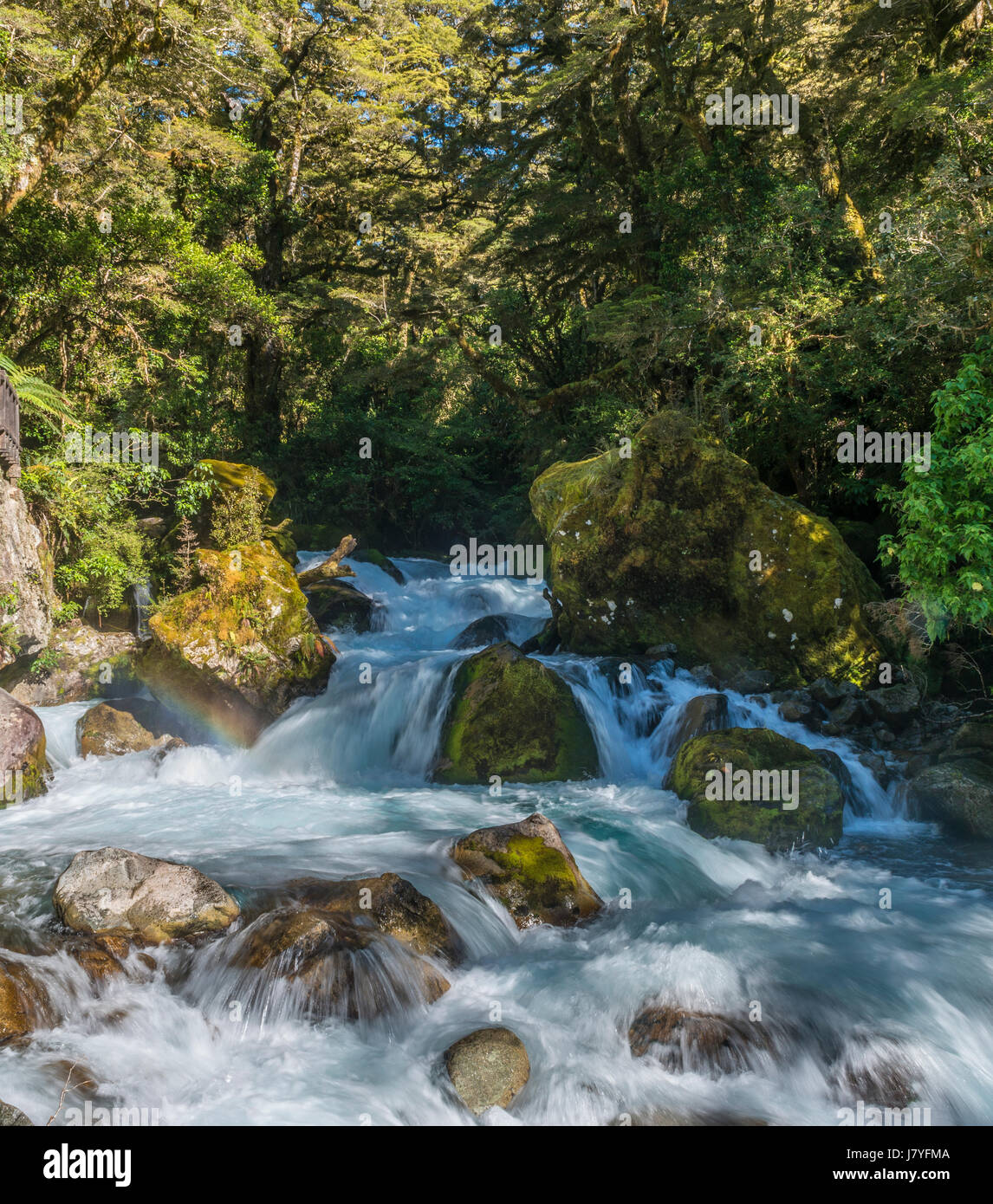 Il fiume che scorre attraverso la rigogliosa vegetazione, foreste pluviali temperate, Parco Nazionale di Fiordland, Southland, Nuova Zelanda Foto Stock