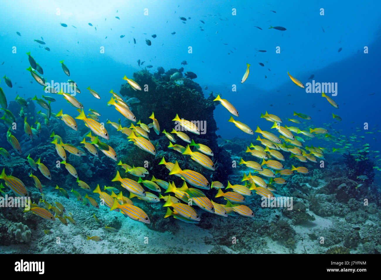 Scuola di Bluestripe Snapper (Lutjanus kasmira) nuoto sulla barriera corallina, Raja Ampat arcipelago, Papua Barat Foto Stock