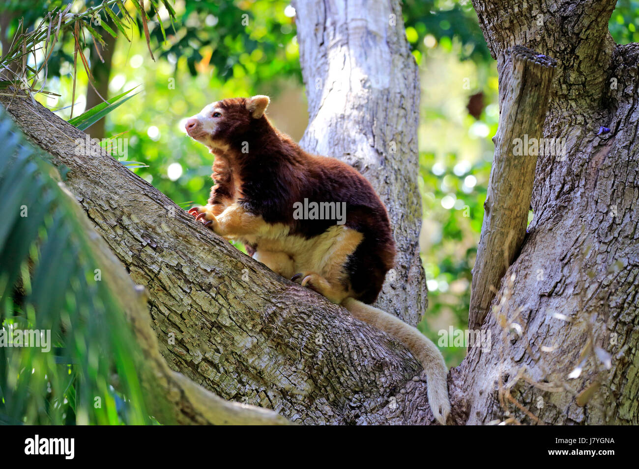 Matschie's tree-kangaroo (Dendrolagus matschiei), Adulto su albero, captive, Nuova Guinea Foto Stock
