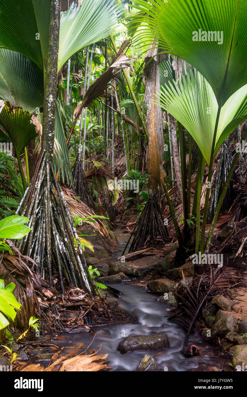 Le palme della ventola nella Vallée de Mai National Park, Praslin, Oceano Indiano, Seicelle Foto Stock