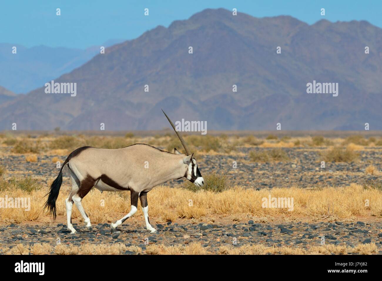 Gemsbok maschio (Oryx gazella) passeggiate, Namib-Naukluft National Park, Namibia, Africa Foto Stock