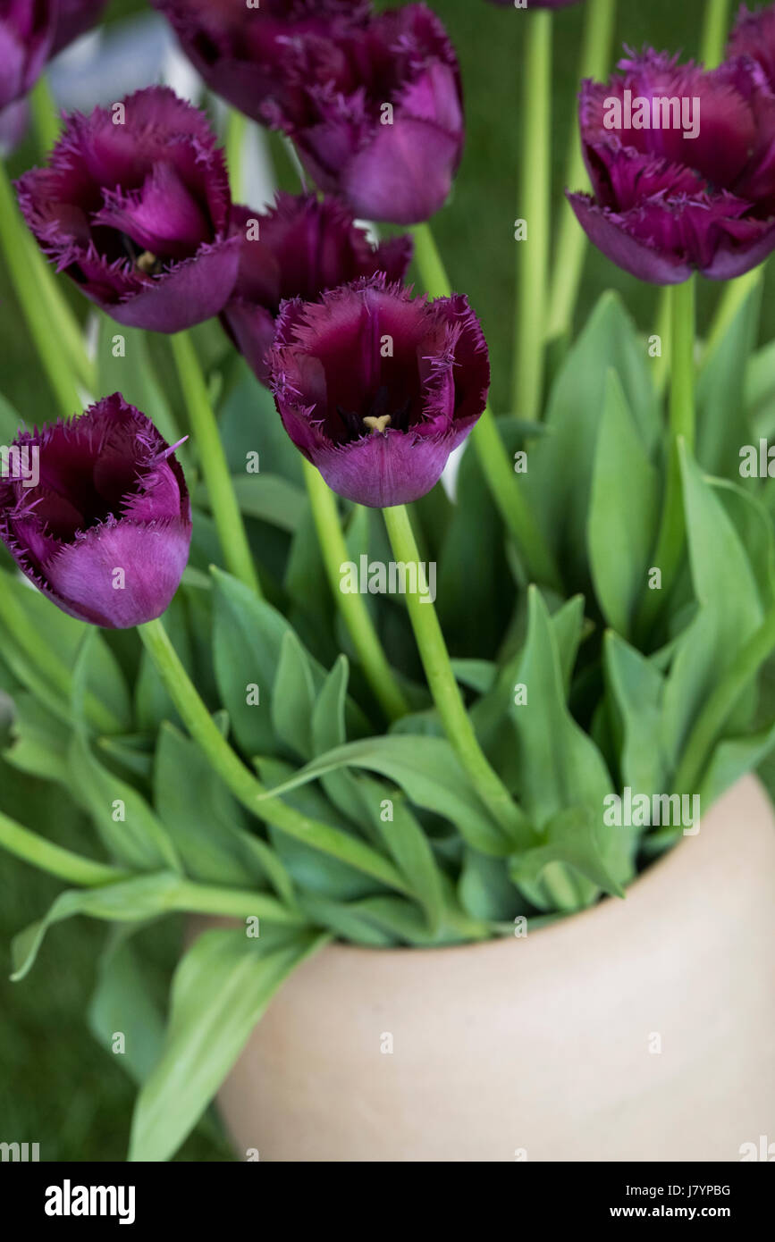 Tulipa 'orlata Curley Luisa Rossi". Orlata Tulip Foto Stock