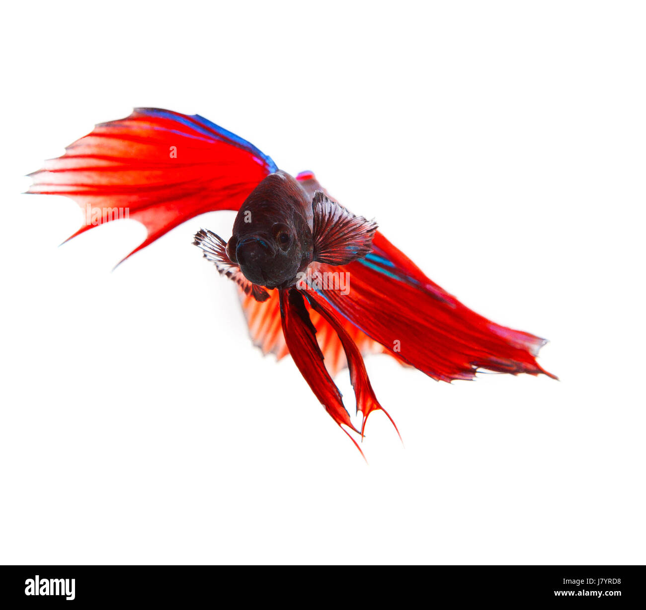 Vicino la faccia del rosso betta thai lotta contro la pesca con piena bella pinna di coda e isolato sfondo bianco Foto Stock