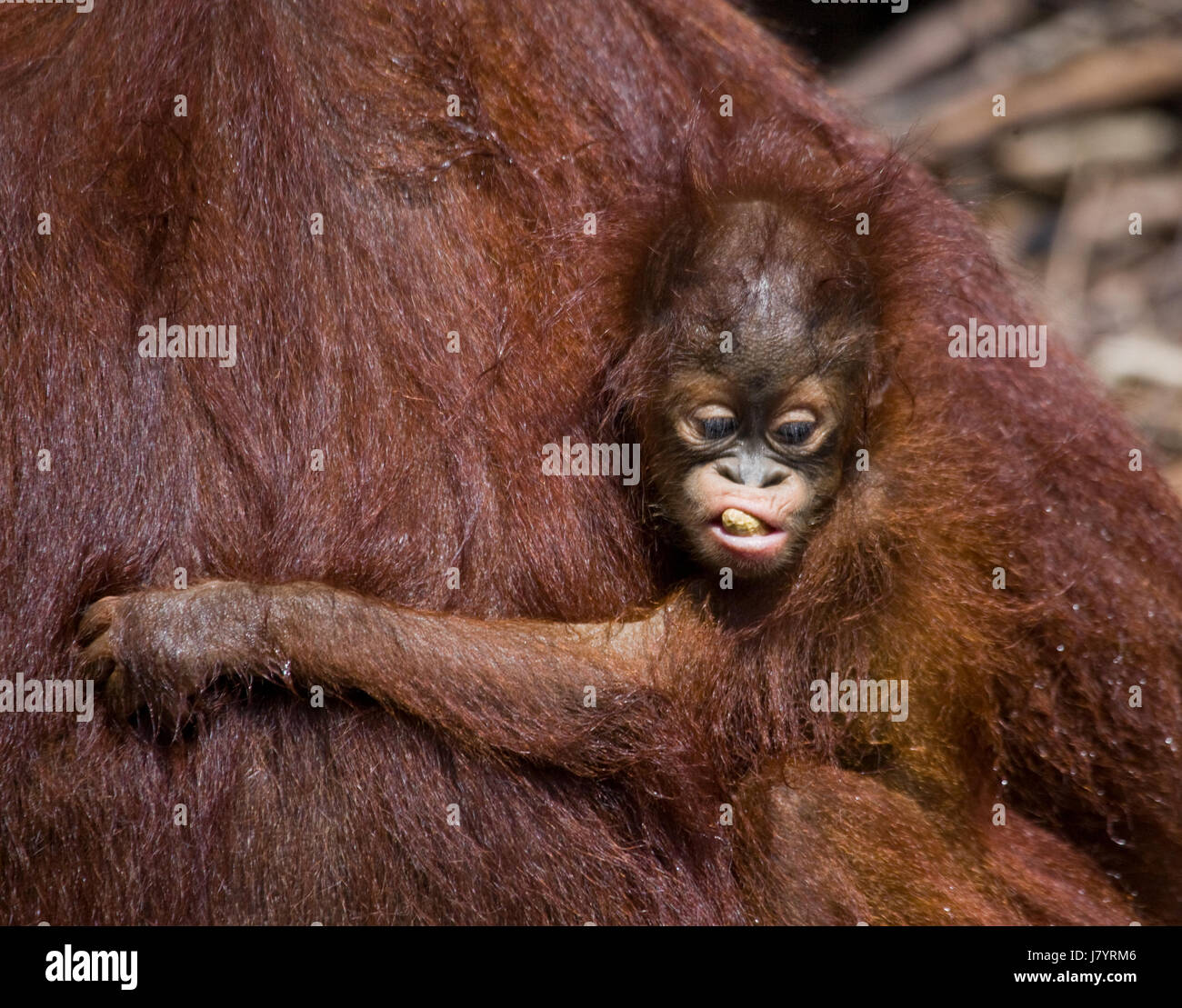 Un bambino di orangotango in natura. Indonesia. L'isola di Kalimantan (Borneo). Foto Stock