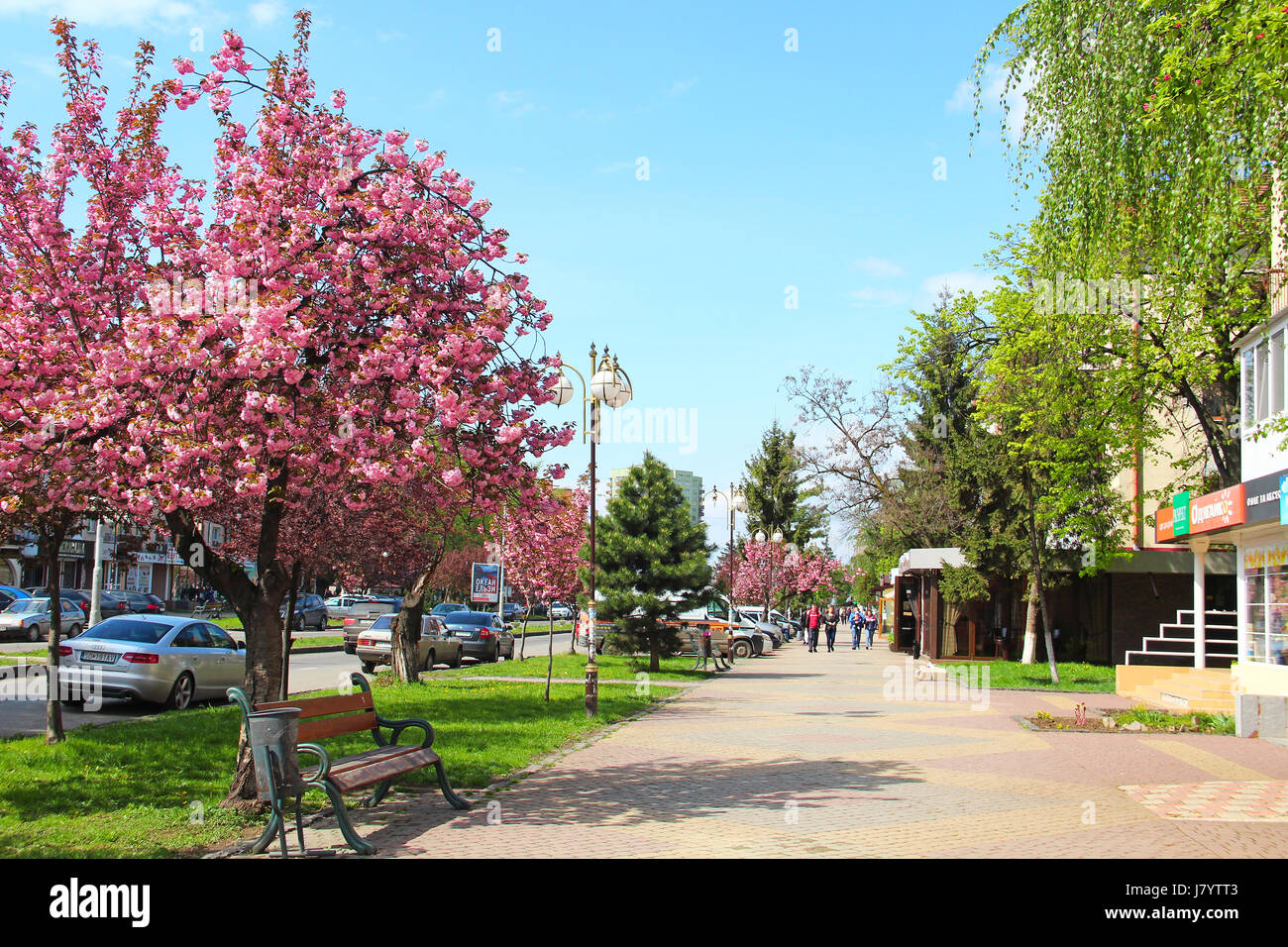 UZHGOROD, Ucraina - 14 Aprile 2017: rosa sakura cherry blossom sul Liberty Avenue nel centro di Uzhgorod Foto Stock