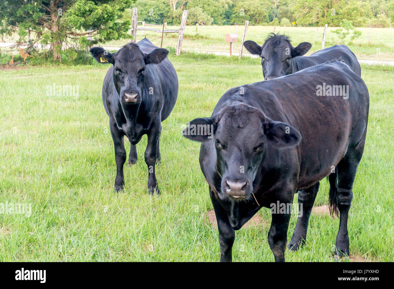 Il Black Angus Texas vacche Foto Stock