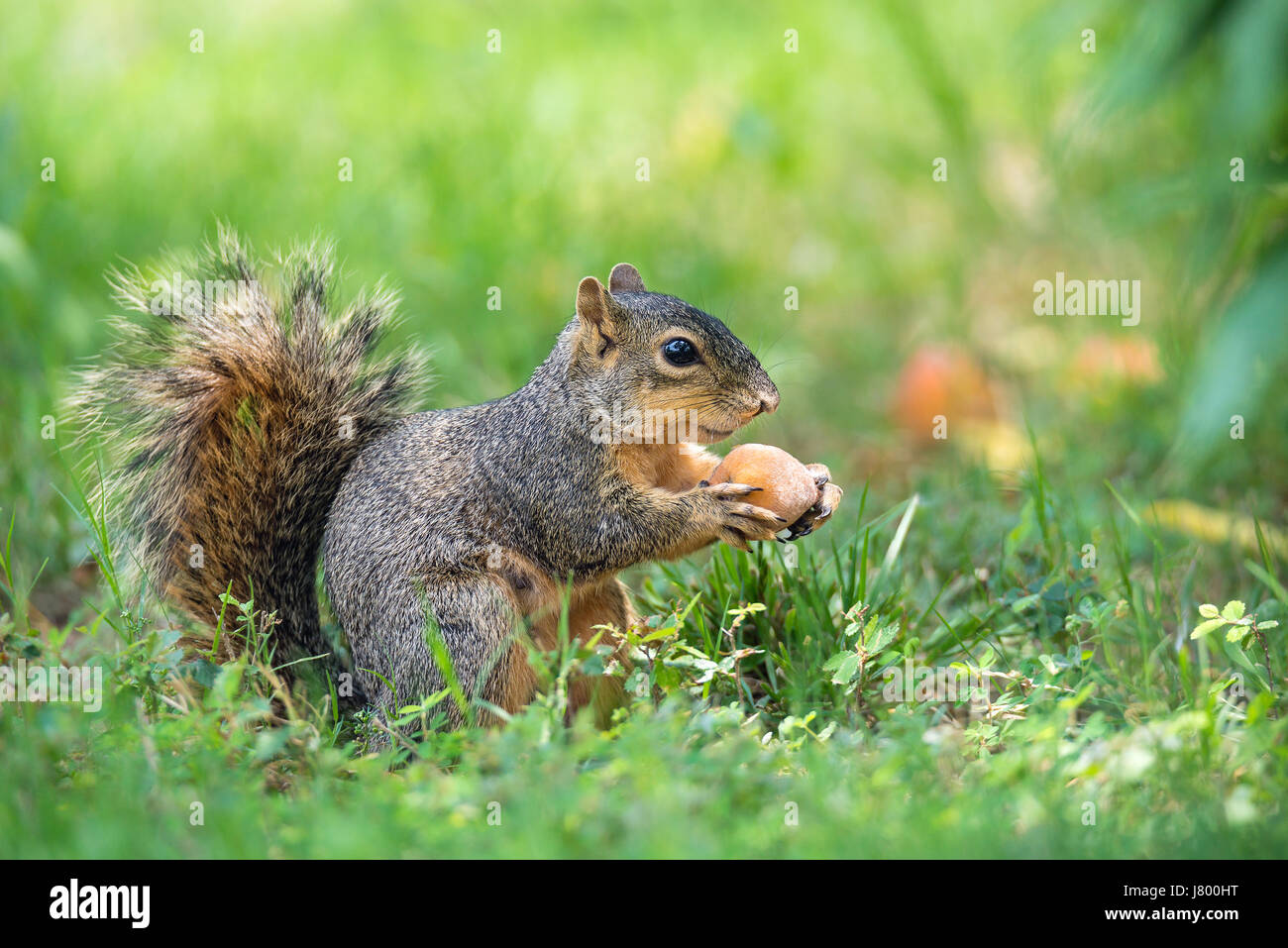 Scoiattolo (Sciurus niger) mangia frutta pesche sotto l'albero nel giardino Foto Stock