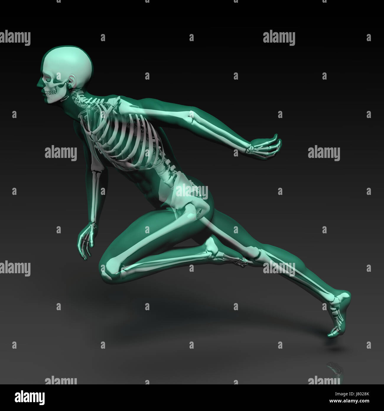 Un osso umano schema della struttura in blu e nero Foto Stock