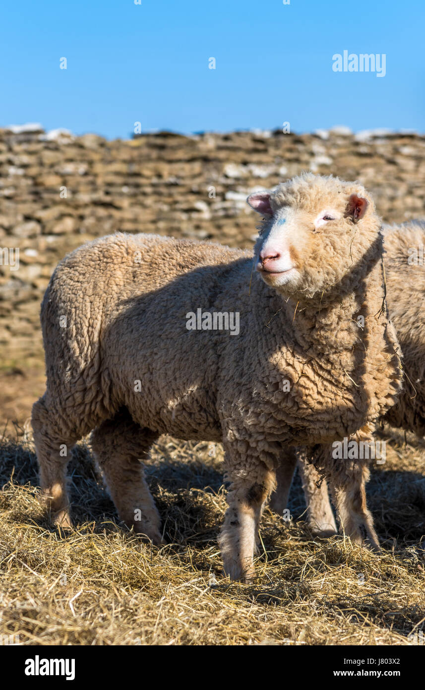 Razza rara pascolo di ovini in sole primaverile Foto Stock