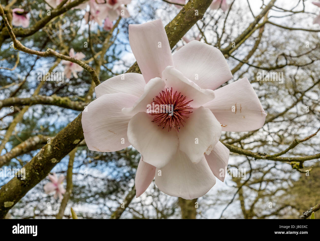 Molto colore rosa pallido fiore di Magnolia con profonda pinta stami Foto Stock