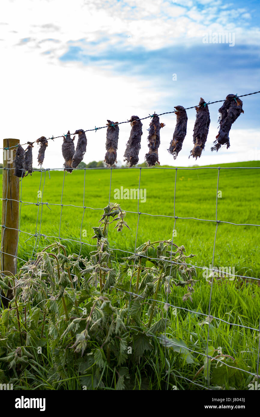 Moli morti trovati su un recinto di agricoltori nelle zone rurali Flintshire un metodo impiegato per mostrare l'agricoltore che la mole catcher ha catturato e ucciso moli Foto Stock