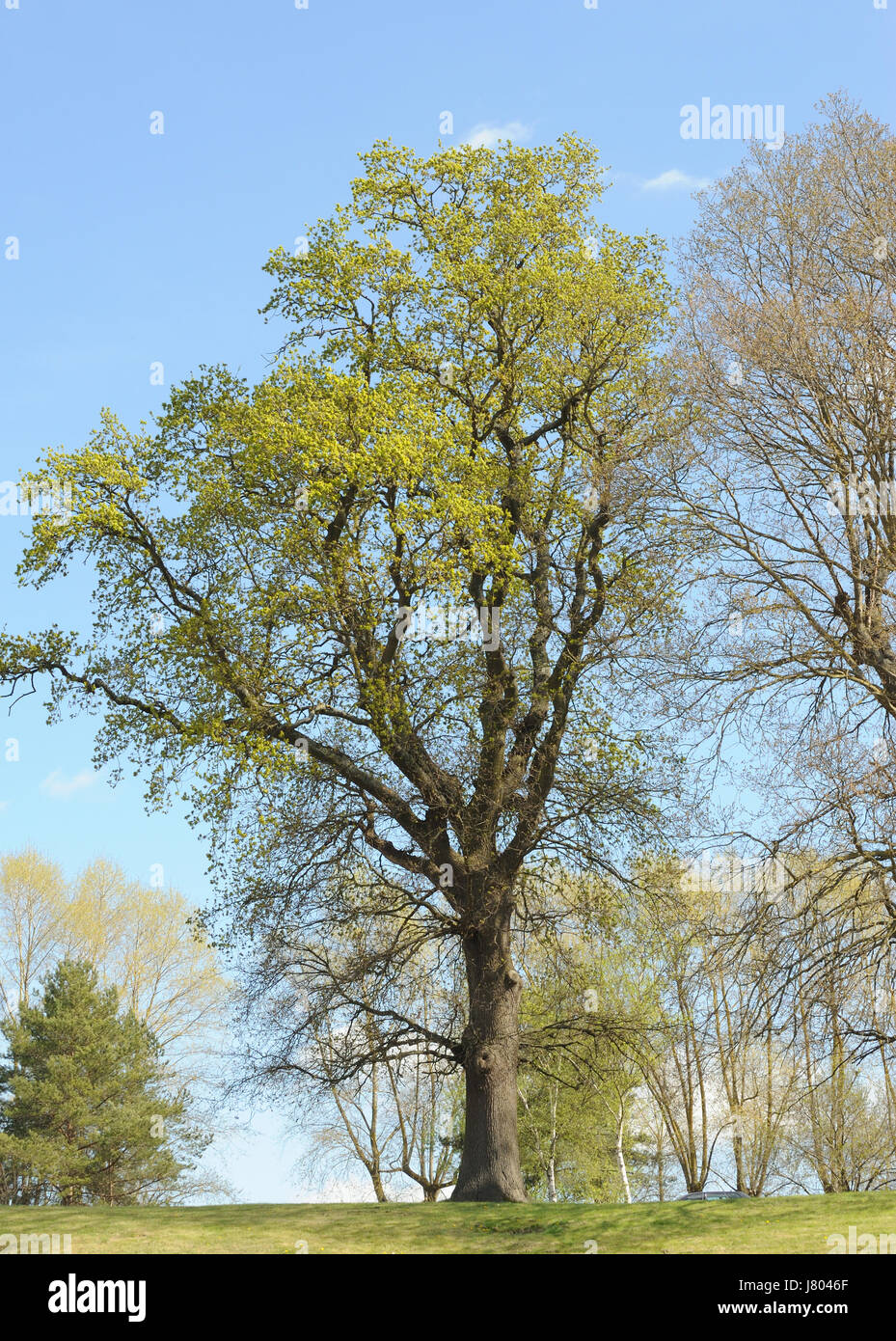 Un albero di quercia (Quercus specie) coperti in appena aperto e foglia di boccioli di fiori ai primi di aprile. Ticehurst, East Sussex, Regno Unito. Foto Stock