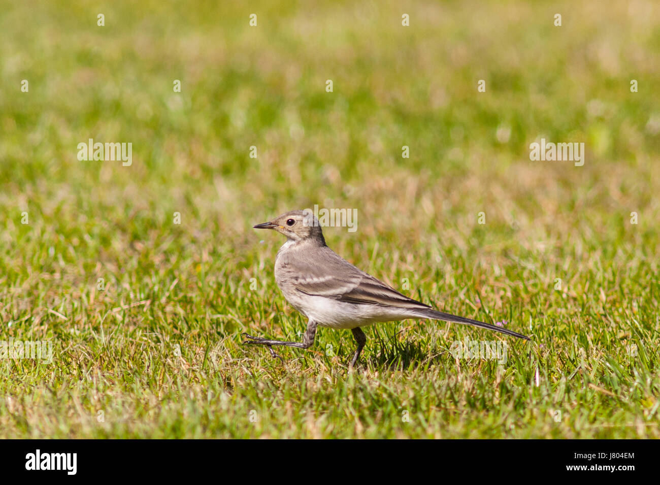 Un giovane Pied wagtail (Motacilla alba) nel Regno Unito Foto Stock