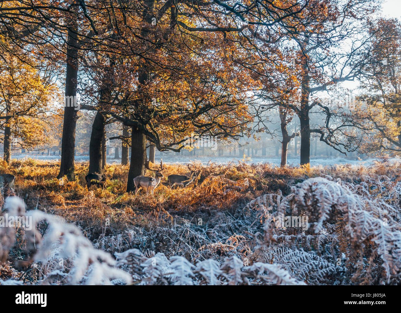 Alci tra gelo autunnale coperto di boschi, Richmond, Londra Foto Stock