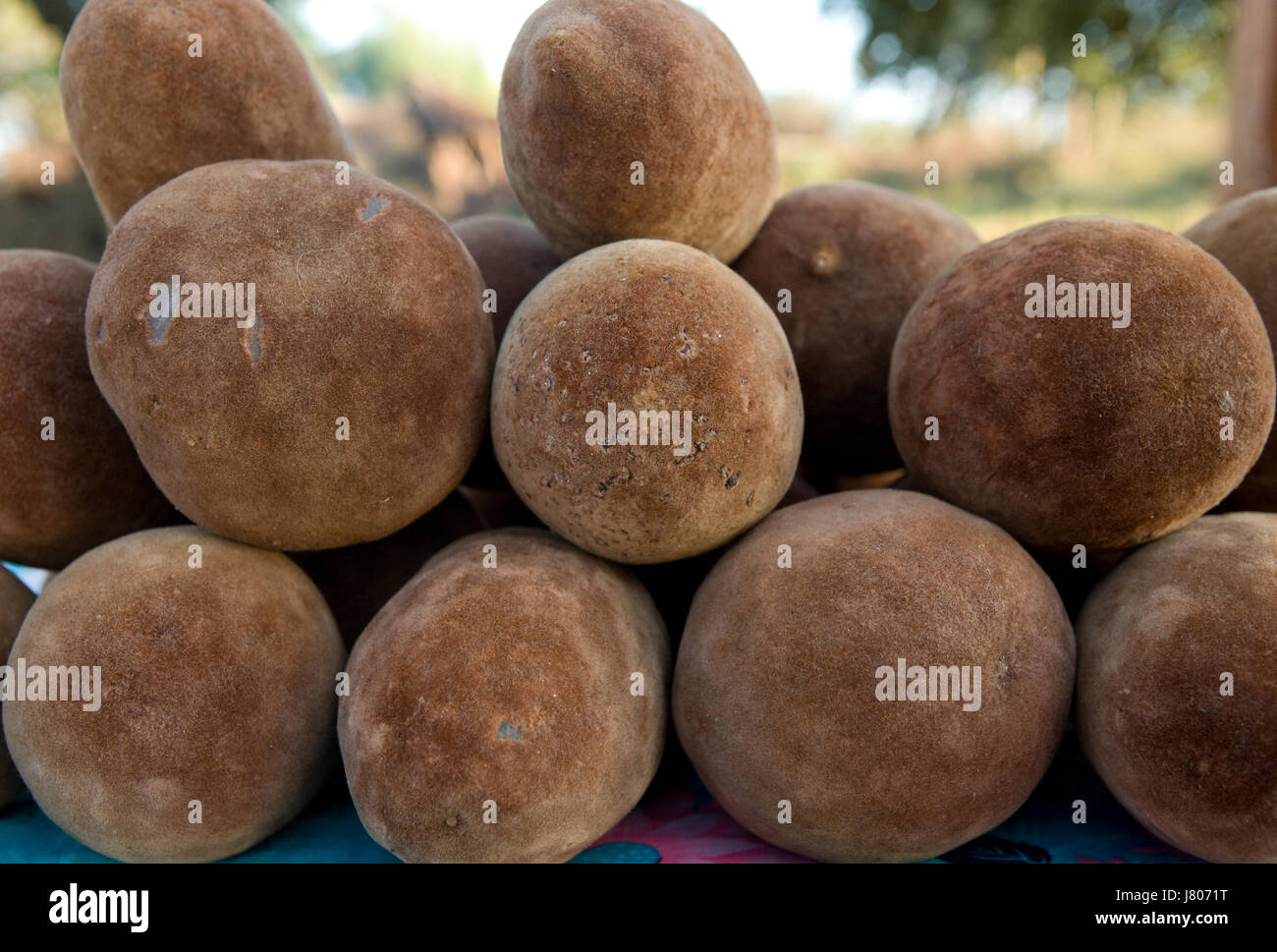 I frutti del baobab. Primo piano. Madagascar. Foto Stock