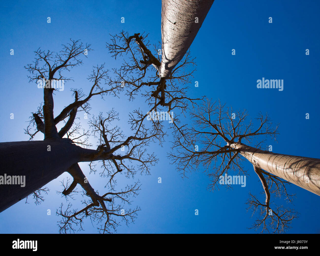 Baobab su sfondo blu. Madagascar. Foto Stock