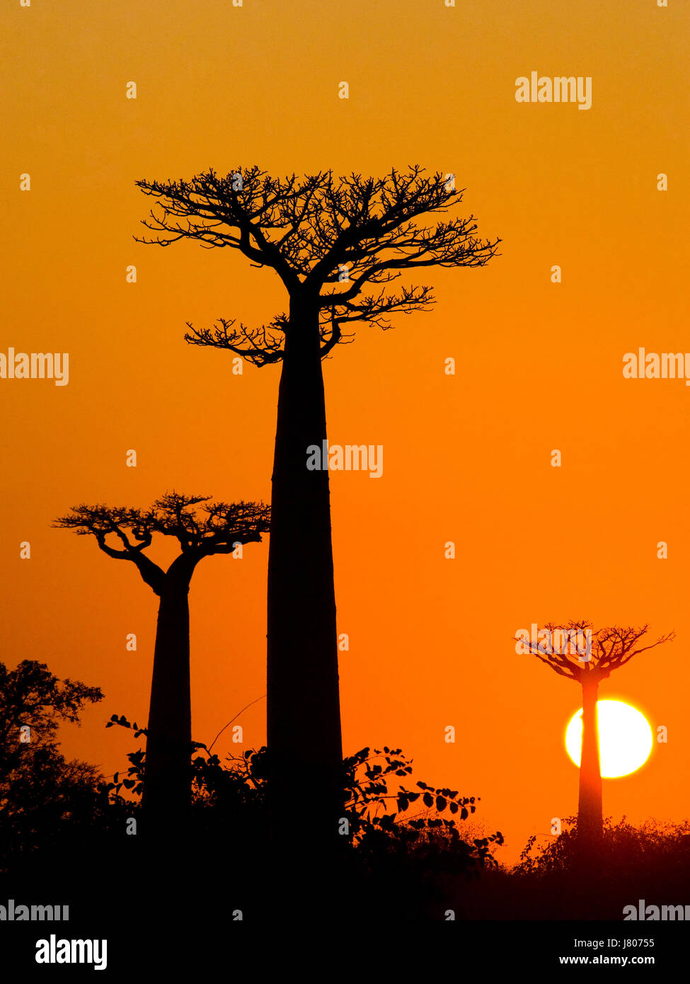 Viale dei baobab al tramonto. Vista generale. Madagascar. Foto Stock