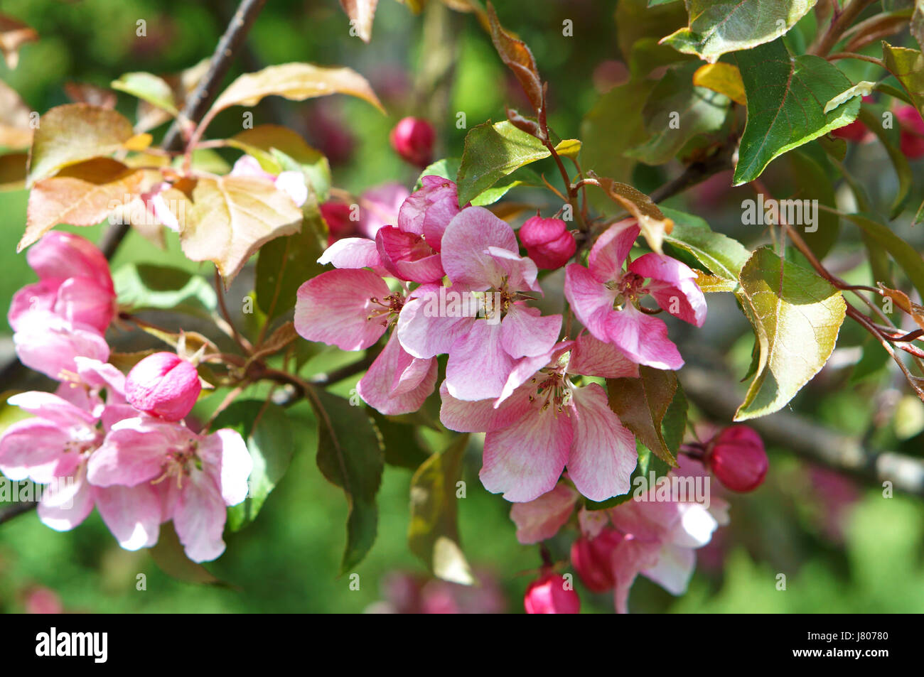 La fioritura di apple in primavera, in primavera fiorisce gli alberi Foto Stock