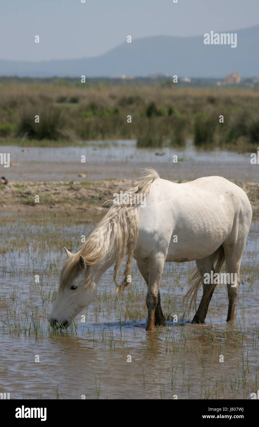 Cavallo selvaggio libertà liberty wilderness pacifica acqua bianco cavallo selvaggio libertà Foto Stock