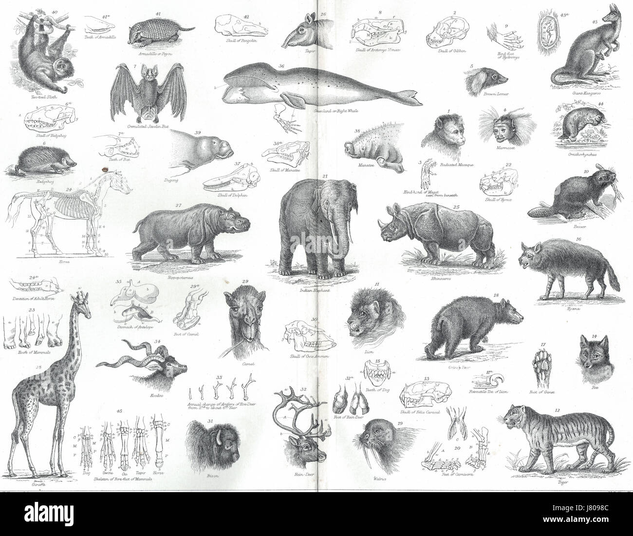 Struttura e classificazione dei mammiferi del XIX secolo illustrazione Foto Stock