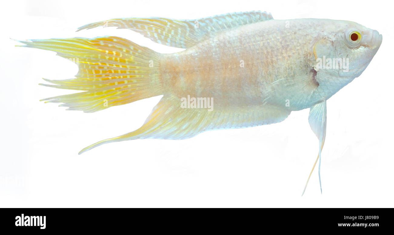 Pesce azzurro Pesce in PET bianco giallo pesci di acqua dolce pesci tropicali albino paradise Foto Stock