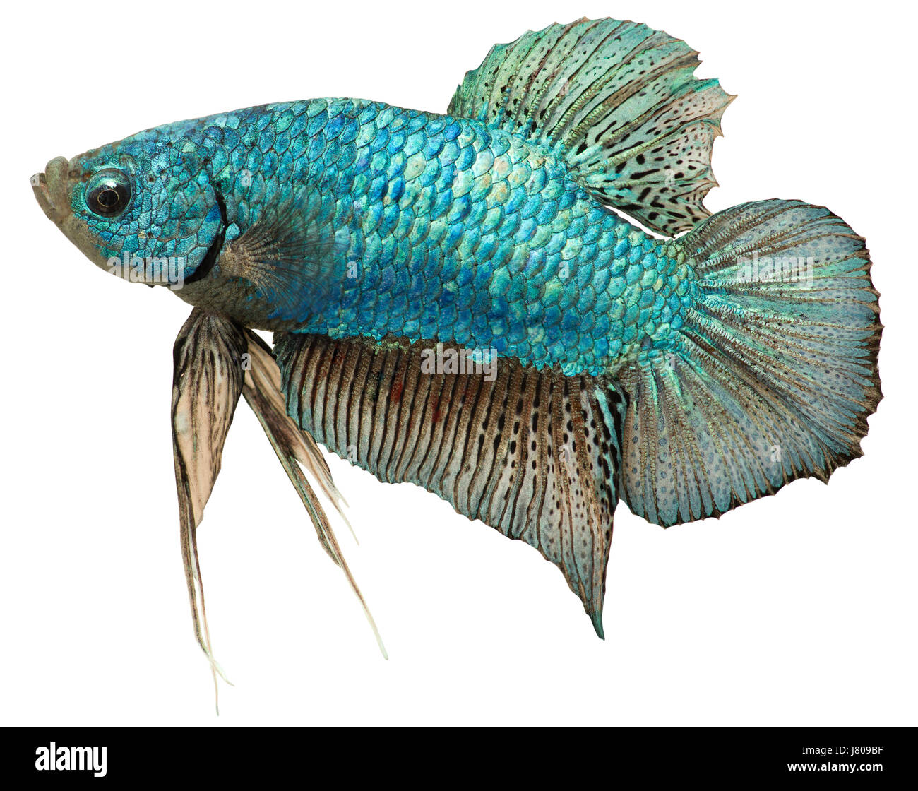 Pesce blu metallico blu pet metallizzato pesci pesci tropicali pesci di acqua dolce betta Foto Stock