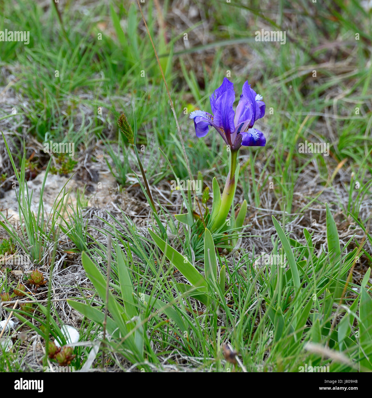 La wild nana iris viola in primavera sulla costa del Mar Nero, il bellissimo fiore sboccia tra rocce nella zona di Capo Kaliakra in Bulgaria. Foto Stock