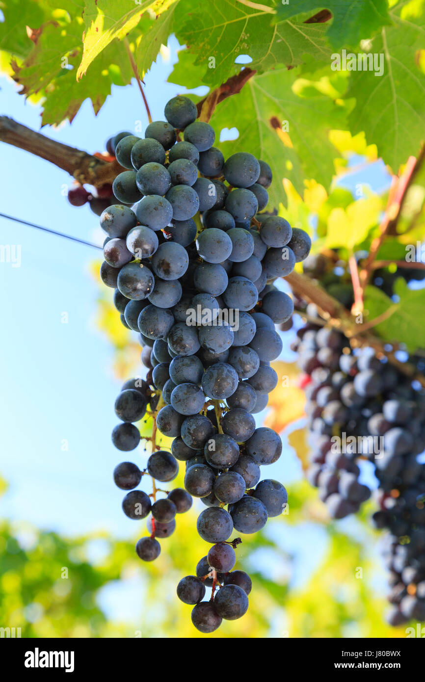 Francia, Gironde, Puisseguin, la vigna A.O.C puisseguin Saint Emilion, uva Merlot vicino al raccolto Foto Stock