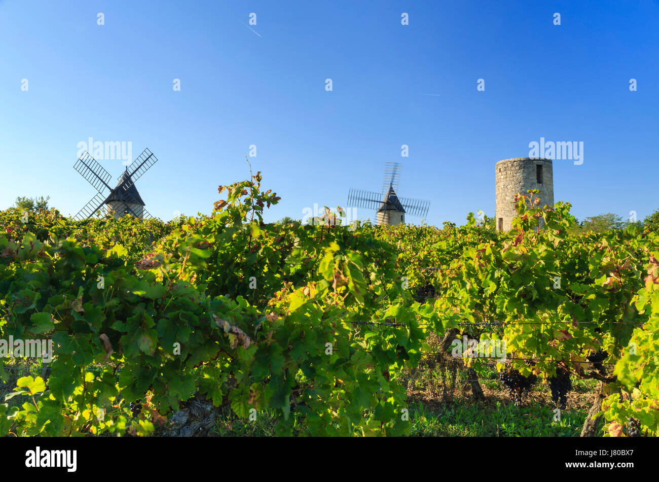 Francia, Gironde, Montagne, Moulins de Calon (Calon Mills) e il Vineyard Appellation Montagne Saint Emilion Foto Stock