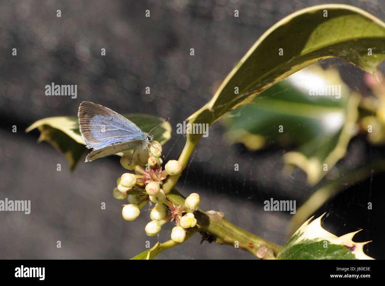 Una femmina di Holly Blue Butterfly (Celastrina argiolus) depone le uova sui fiori di una variegata agrifoglio ornamentali (Ilex aquifolium). Bedgebury Forest, Ken Foto Stock