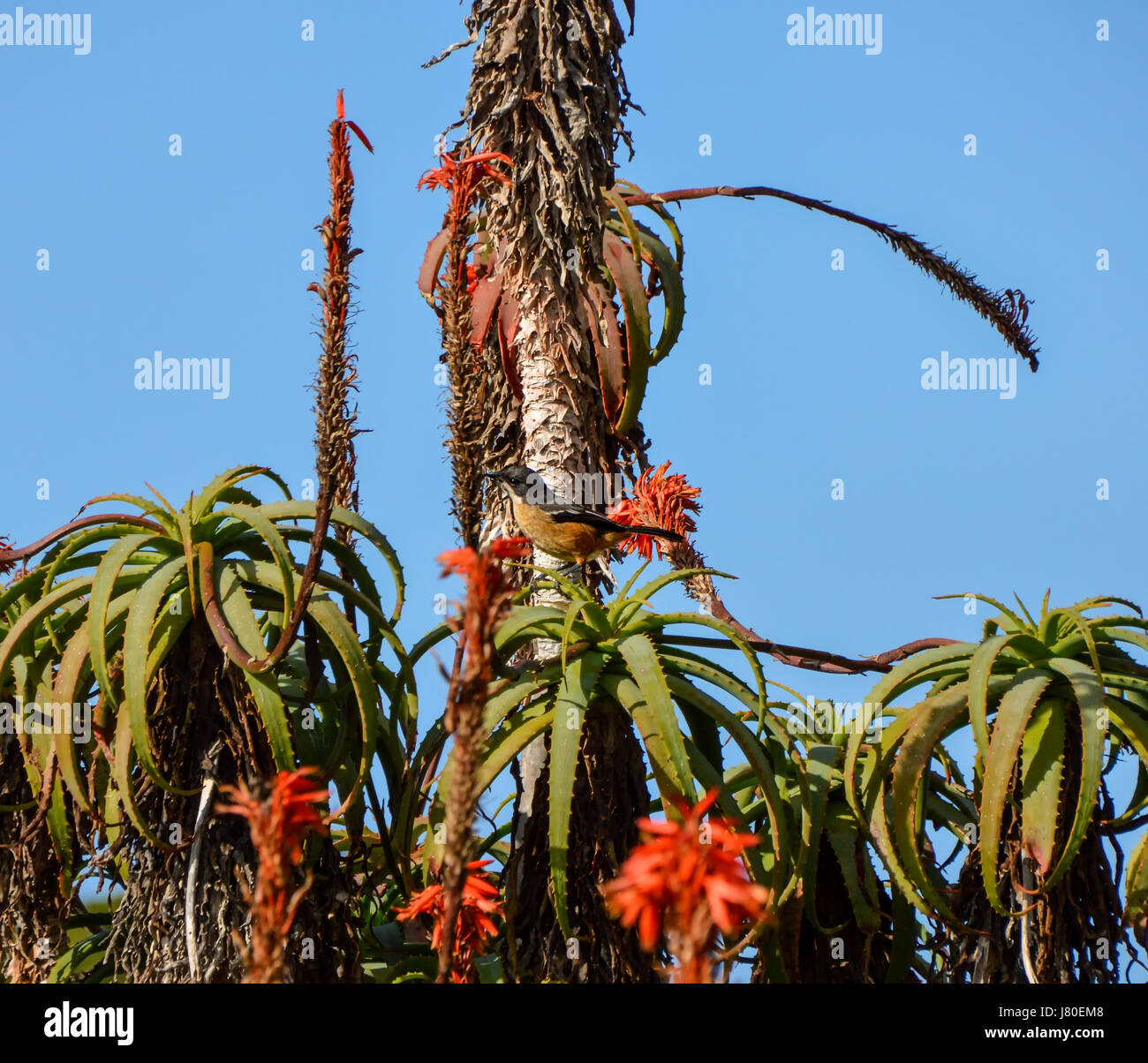 Un Southern Boubou uccello appollaiato in una pianta di aloe in Africa australe Foto Stock