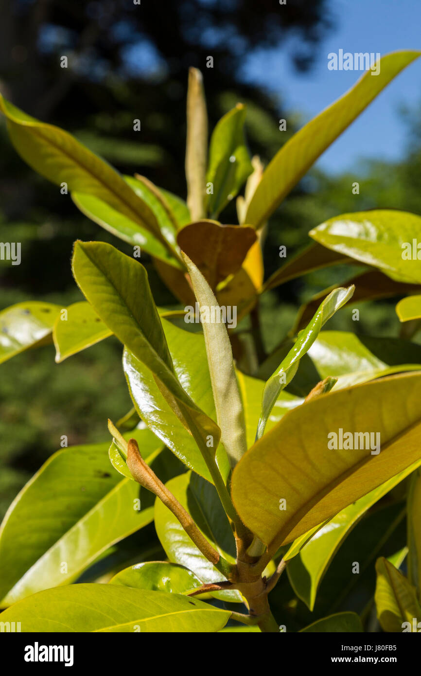 Foglia emergenti gemme su una magnolia grandiflora, southern magnolia,bull bay tree. Foto Stock